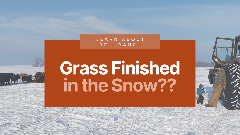 Grass finished in the snow?